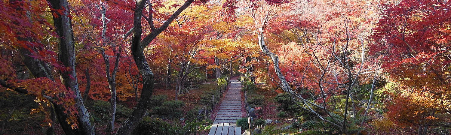 京都 観光 旅行